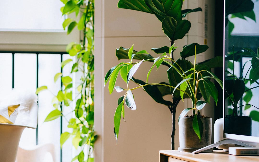 10 Tiny Changes That Will Make Your Home More Eco-Friendly Today